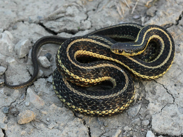 Butler's Garter Snake